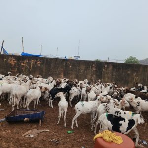 Vente promotionnelle d&rsquo;ovins à l&rsquo;occasion de la Fête de Tabaski : le gouvernement soulage les populations du district de Bamako et des capitales régionales.