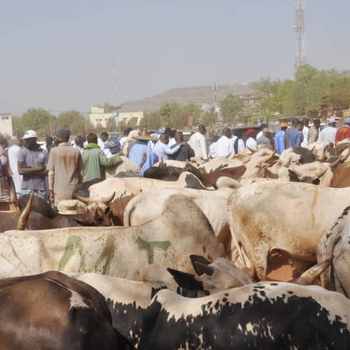 Ventes promotionnelles des bœufs à l&rsquo;occasion de la Fête du Ramadan : Le Ministre Youba Ba donne le coup d&rsquo;envoi de l&rsquo;opération.